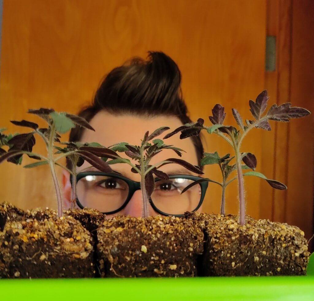 A white person with short hair and black rimmed glasses is staring at the viewer behind six inch tall tomato plants.
