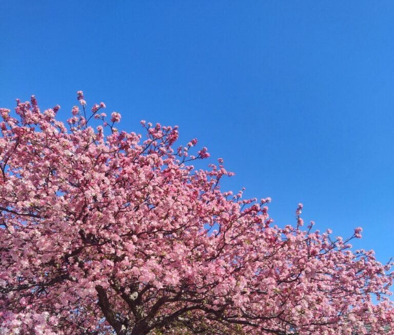 Image divided in half by two triangles. One half is a blue sky and the other half is a Redbud tree in full blue. The sky is completely bright blue with the tree covered in beautiful pink and white blooms. The image is very balanced and seems almost mathematically calculated in its division. The flowers on the tree almost completely cover the limbs but there are a few spots where the wooden limbs show through. The buds are popping open in all directions, almost appearing as if they are taking flight from the tree into the sky. Everything appears to be “popping with color”.