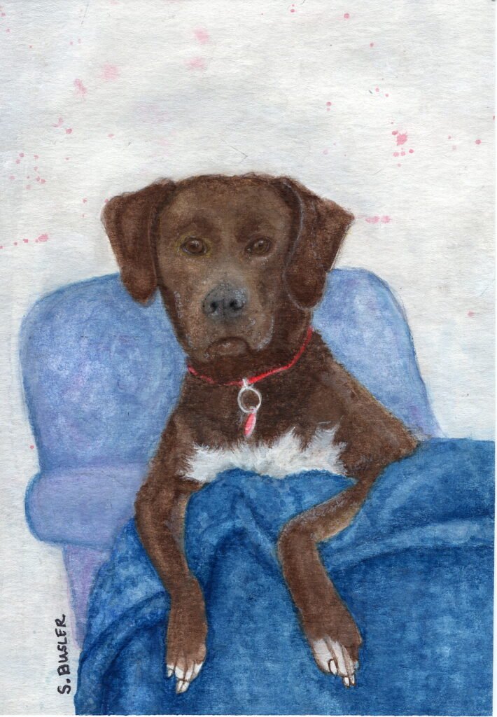 Painting of Chocolate lab with a white chest. He's sitting sideways in a blue chair with his paws over the side and looking directly at the viewer