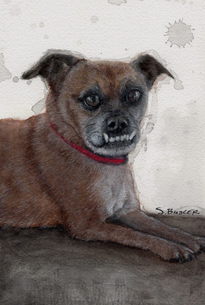A small, tan and white colored dog lays on a cushion with his front paws straight out. He is looking at the viewer. He has an underbite with teeth prominent and surrounded by grey hair on his nose and chin.