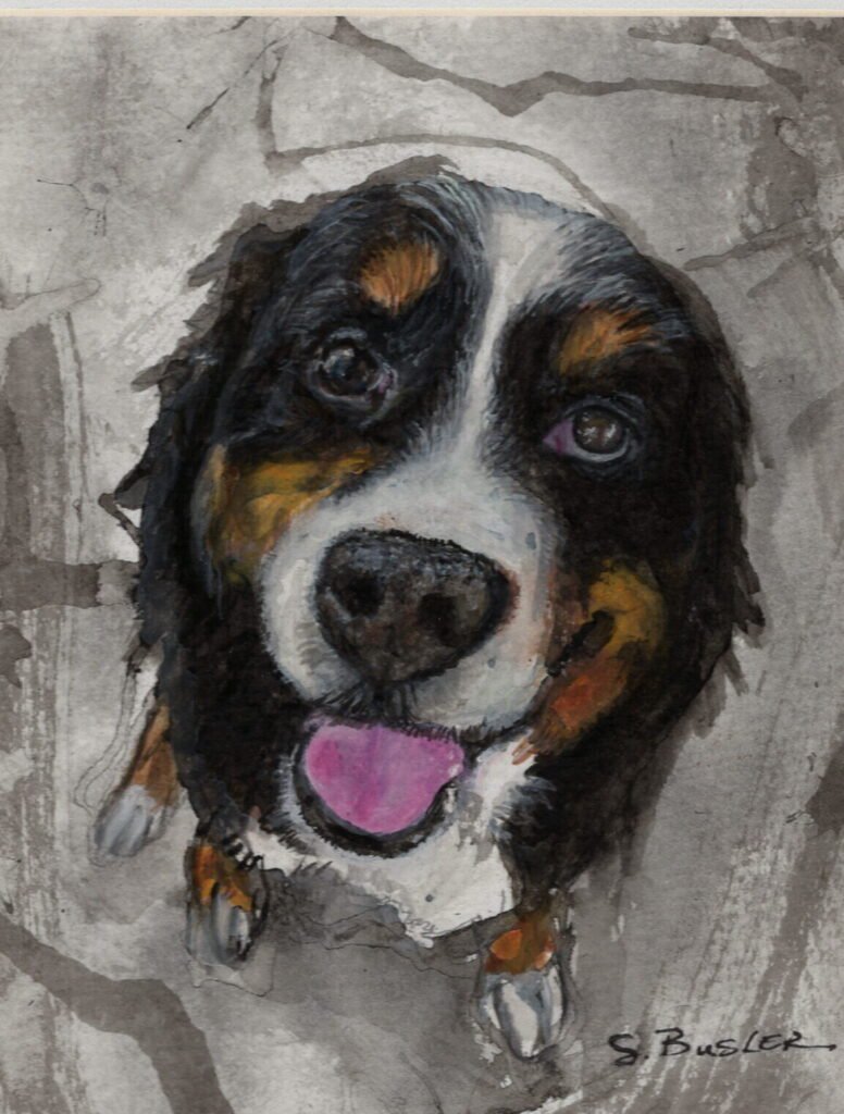 Bernese Mountain Dog looking up at the viewer with direct eye contact. The mask colors around the face are brown, white and black. There is a pink tongue that is sticking out with the mouth open, grinning and relaxed.
