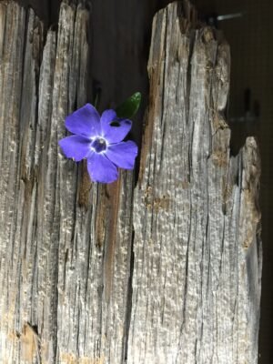 Grief That Grows