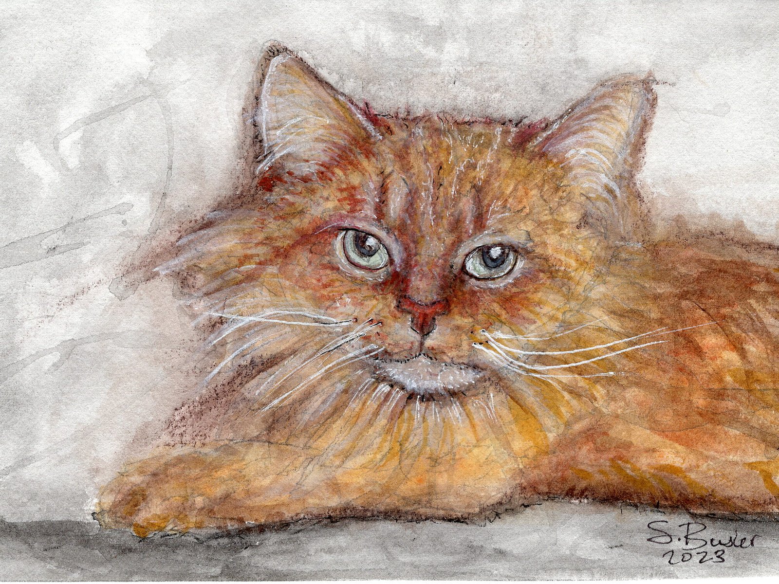 Fluffy orange and redish brown colored cat with long white whiskers. The paws are forward and the cat is pictured laying from the shoulders up.