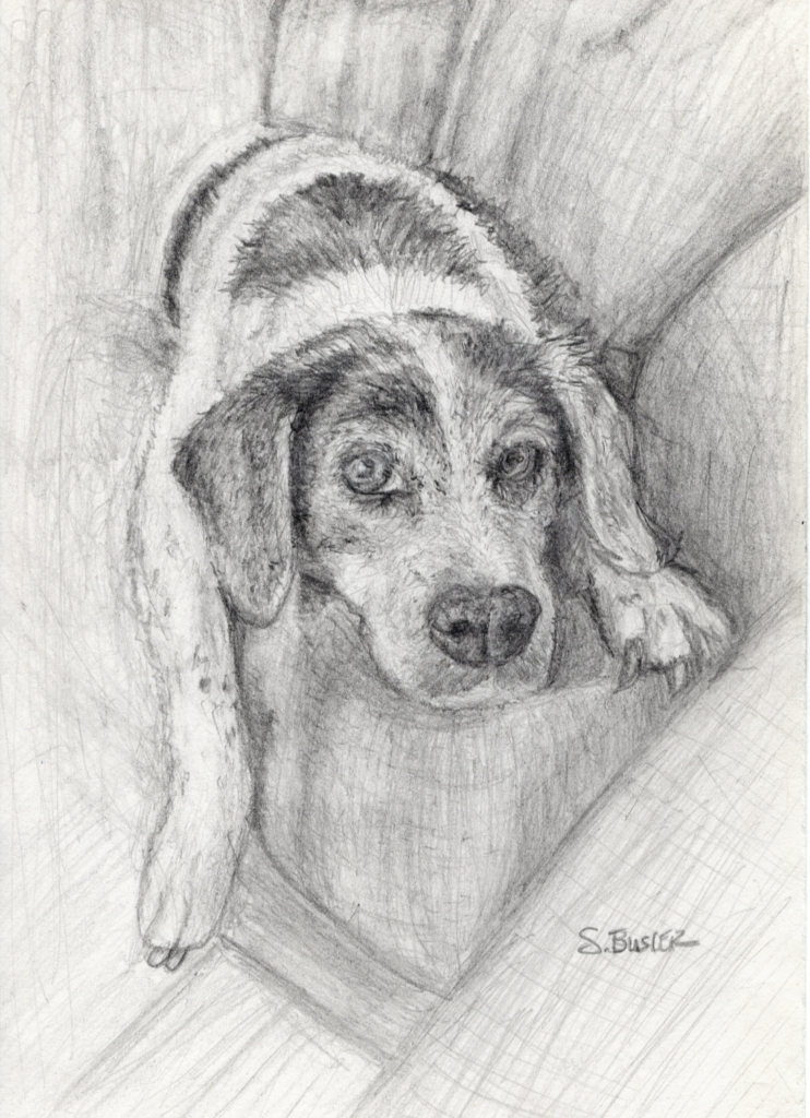 Realistic Graphite drawing of a beagle dog that is looking directly at the camera while laying on a cushion. There is one front leg hanging off the cushion.